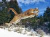 [Daily Photos 09 September 2005] Raw Power, Cougar
