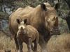 ...enya, Africa = white rhinoceros (Ceratotherium simum)