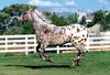 [BitTorrent-Horses]  Sweet Sir Vallant, Appaloosa