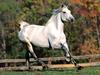 [BitTorrent-Horses]  Breaking Away, US Warmblood