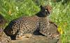 Cheetahs - Cheetah078.JPG