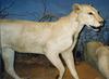 Tsavo Lioness