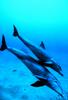 Bottlenose Dolphin (Tursiops truncatus)