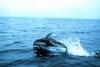 Pacific White-Sided Dolphin (Lagenorhynchus obliquidens)