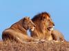 [Daily Photos 08 August 2004] African Lions