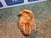 chick, rhode island red
