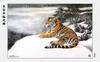 [maggie Scan] Wang Quan Li(Tiger)