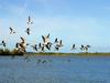[NG] Landscape (Canada Geese)
