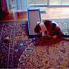CAT SHARPING CLAWS
