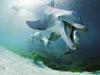 [Daily Photos 07 July 2005] Bottlenose Dolphins, Hawaii