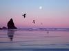 [Daily Photos 07 July 2005] Gulls, Cannon Beach, Oregon
