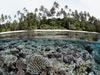 [Daily Photos 07 July 2005] Coral Reef, Solomon Islands
