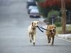 [Daily Photos 07 July 2005] Dog Walking, Golden and Yellow Labrador Retriever Mix