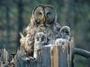 [Daily Photos 07 July 2005] Great Gray Owl With Owlets, Idaho
