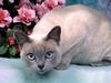 [Daily Photos 07 July 2005] Platinum Mink Tonkinese