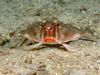 [Daily Photos 07 July 2005] Red-Lipped Batfish, Cocos Island, Costa Rica