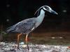 [Daily Photos 07 July 2005] Yellow-Crowned Night Heron