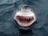 [Daily Photos 07 July 2005] Yipes, Great White Shark, South Australia