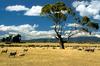[Baptist Church Australia 1996 Calendar] rural australia