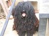 Puli dogs