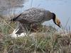 Emperor Goose (Chen canagica)