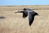 Emperor Goose (Chen canagica)