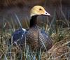 Emperor Goose (Chen canagica)