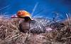 Emperor Goose (Chen canagica)