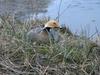 Emperor Goose (Chen canagica)