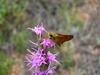 Pawnee Montane Skipper (Hesperia leonardus montana)