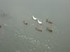 swimming duck