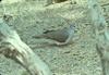 White-tipped Dove (Leptotila verreauxi)