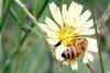 Apis mellifera (Western Honeybee)