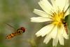 Episyrphus balteatus (Marmelade hoverfly)