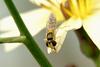 Hoverfly