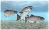 Atlantic Salmon artwork (Salmo salar)