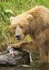 Brown Bear (Ursus arctos)