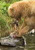 Brown Bear (Ursus arctos)