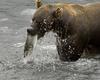 Brown Bear (Ursus arctos)