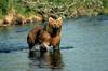 Brown Bear (Ursus arctos)