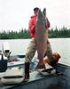 Chinook Salmon (Oncorhynchus tshawytscha)