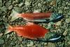 Sockeye Salmon (Oncorhynchus nerka)