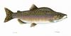 Pink Salmon artwork (Oncorhynchus gorbuscha)