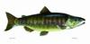 Chum Salmon artwork (Oncorhynchus keta)