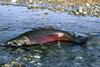 Sockeye Salmon (Oncorhynchus nerka)