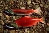 Sockeye Salmon (Oncorhynchus nerka)