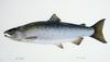 Coho Salmon artwork (Oncorhynchus kisutch)