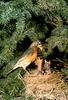 American Robin with chicks (Turdus migratorius)