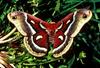 Cecropia Moth (Hyalophora cecropia)