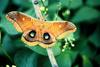 Polyphemus Moth (Antheraea polyphemus)